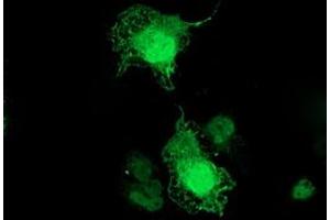 Anti-TMOD1 mouse monoclonal antibody (ABIN2454779) immunofluorescent staining of COS7 cells transiently transfected by pCMV6-ENTRY TMOD1 (RC201134). (Tropomodulin 1 antibody)