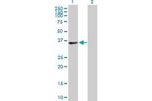 Western Blot analysis of PIR expression in transfected 293T cell line by PIR MaxPab polyclonal antibody. (Pirin antibody  (AA 1-290))