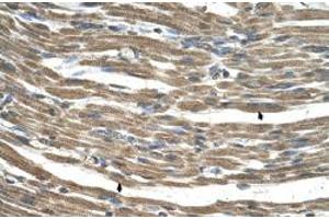 Immunohistochemical staining (Formalin-fixed paraffin-embedded sections) of human muscle with C21orf33 polyclonal antibody  at 4-8 ug/mL working concentration. (C21orf33 antibody  (N-Term))