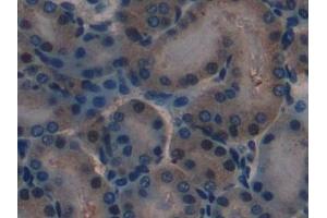 Detection of LAMA1 in Mouse Kidney Tissue using Polyclonal Antibody to Laminin Alpha 1 (LAMA1) (Laminin alpha 1 antibody  (AA 2640-2773))