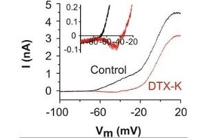 Dendrotoxin-K blocks LVA K+ currents in cultured mouse SGNs.