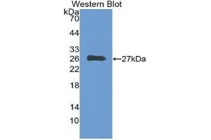 Western Blotting (WB) image for anti-Complement Component 1, Q Subcomponent, A Chain (C1QA) (AA 28-245) antibody (ABIN1862257) (C1QA antibody  (AA 28-245))