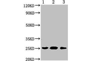 Western Blot Positive WB detected in: 1.