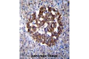PCDH20 Antibody (Center) immunohistochemistry analysis in formalin fixed and paraffin embedded human pancreas tissue followed by peroxidase conjugation of the secondary antibody and DAB staining. (PCDH20 antibody  (Middle Region))
