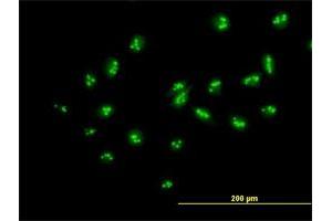 Immunofluorescence (IF) image for anti-Myb-Binding Protein 1A (MYBBP1A) (AA 1-1328) antibody (ABIN1327625)