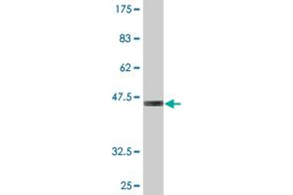ZNF287 antibody  (AA 231-330)