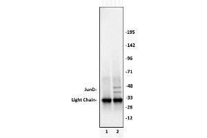 JunD antibody (pAb) tested by Immunoprecipitation.