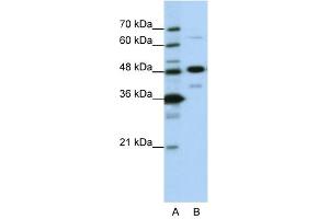 NOL4 antibody used at 0.