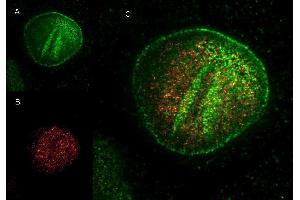 Immunofluorescence (IF) image for Goat anti-Rabbit IgG (Heavy & Light Chain) antibody (Atto 425) - Preadsorbed (ABIN964980)