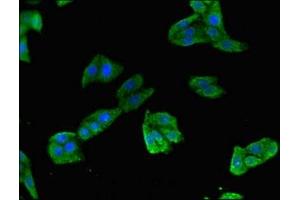 Immunofluorescent analysis of HepG2 cells using ABIN7172274 at dilution of 1:100 and Alexa Fluor 488-congugated AffiniPure Goat Anti-Rabbit IgG(H+L) (TLR5 antibody  (AA 682-850))