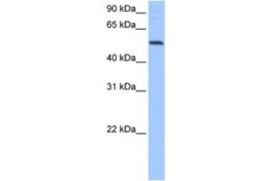Western Blotting (WB) image for anti-G-Rich RNA Sequence Binding Factor 1 (GRSF1) antibody (ABIN2462115) (GRSF1 antibody)