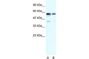 Western Blotting (WB) image for anti-X-Ray Repair Complementing Defective Repair in Chinese Hamster Cells 6 (XRCC6) (N-Term) antibody (ABIN2778270)