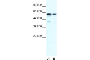 WB Suggested Anti-G22P1 Antibody Titration:  0. (XRCC6 antibody  (N-Term))