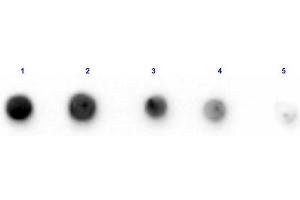 Dot Blot results of Rabbit Anti-Glutamate Dehydrogenase Biotin Conjugated. (GLUD1 antibody  (Biotin))