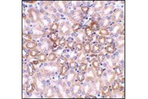 Immunohistochemistry in mouse kidney tissue using Nephrin Antibody at 1 μg/ml.