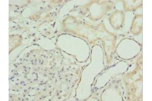 Immunohistochemistry of paraffin-embedded human kidney tissue using ABIN7154419 at dilution of 1:100 (GZMH antibody  (AA 20-246))