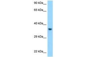 Image no. 1 for anti-Killer Cell Immunoglobulin-Like Receptor, Two Domains, Long Cytoplasmic Tail, 1 (KIR2DL1) (C-Term) antibody (ABIN6748073) (KIR2DL1 antibody  (C-Term))