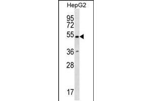 Western blot analysis in HepG2 cell line lysates (35ug/lane). (RNF38 antibody  (N-Term))