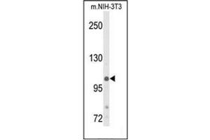 Western blot analysis of Phospho-JMJD2B-pT305 in NIH-3T3 cell line lysates (35ug/lane). (KDM4B antibody  (C-Term))