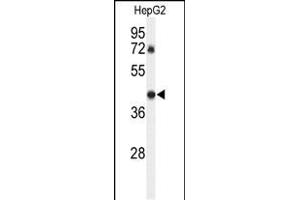 Western blot analysis of DDX39 Antibody (Center ) (ABIN652341 and ABIN2841566) in HepG2 cell line lysates (35 μg/lane). (DDX39 antibody  (AA 250-277))