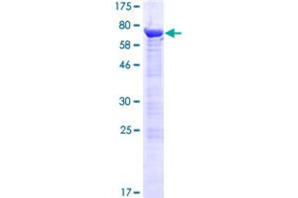 PHAX Protein (AA 1-394) (GST tag)