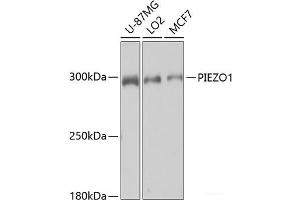 Western blot analysis of extracts of various cell lines using PIEZO1 Polyclonal Antibody at dilution of 1:1000. (PIEZO1 antibody)