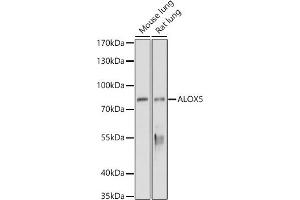 Western blot analysis of extracts of various cell lines, using  antibody (ABIN3023072, ABIN3023073, ABIN3023074 and ABIN6219376) at 1:1000 dilution. (ALOX5 antibody  (AA 1-300))