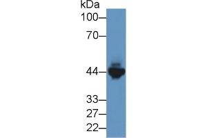 Western blot analysis of Mouse Heart lysate, using Rabbit Anti-Human CKM Antibody (2 µg/ml) and HRP-conjugated Goat Anti-Rabbit antibody (abx400043, 0.