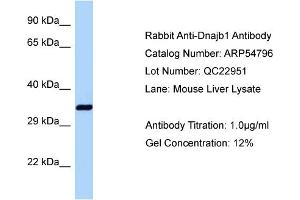 Western Blotting (WB) image for anti-DnaJ (Hsp40) Homolog, Subfamily B, Member 1 (DNAJB1) (C-Term) antibody (ABIN2785889) (DNAJB1 antibody  (C-Term))