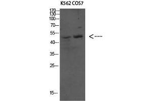 Western Blot (WB) analysis of specific cells using Antibody diluted at 1:1000. (ATG4C antibody  (N-Term))