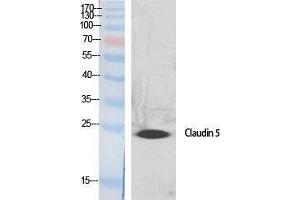 Western Blotting (WB) image for anti-Claudin 5 (CLDN5) (C-Term) antibody (ABIN3183944) (Claudin 5 antibody  (C-Term))