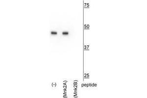 Western blot of HeLa lysate showing specific immunolabeling of the ~47 kDa Mnk2b isoform in the first lane (-). (MKNK2 antibody  (C-Term))