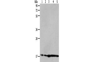 Western Blotting (WB) image for anti-ADP-Ribosylation Factor 6 (ARF6) antibody (ABIN2425526) (ARF6 antibody)