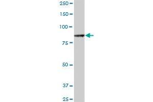 ALS2CL MaxPab polyclonal antibody. (ALS2CL antibody  (AA 1-953))