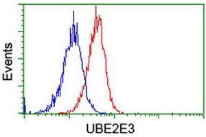 Image no. 3 for anti-Ubiquitin-Conjugating Enzyme E2E 3 (UBE2E3) antibody (ABIN1501615) (UBE2E3 antibody)