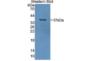Western blot analysis of the recombinant protein. (GGPS1 antibody  (AA 1-290))