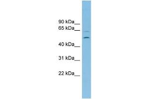 WB Suggested Anti-C2orf30 Antibody Titration: 0. (C2orf30 antibody  (Middle Region))