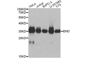Western blot analysis of extracts of various cell lines, using EMD antibody (ABIN6290347) at 1:1000 dilution. (Emerin antibody)