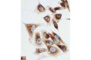Anti-Kallikrein 6 antibody, ICC ICC: PC-3 Cell (Kallikrein 6 antibody  (C-Term))