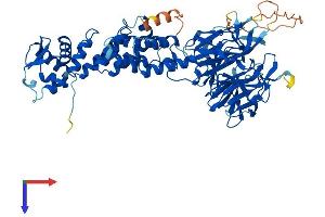 Kelch-Like 34 (KLHL34) (AA 1-644) protein (His tag)