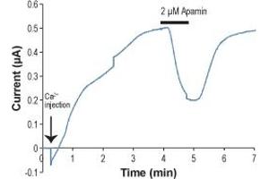 Apamin inhibits KCa2. (Apamin Peptide)