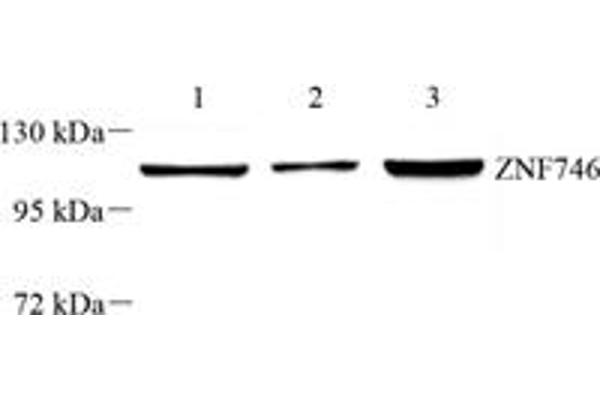 ZNF746 antibody