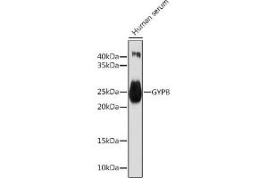 Western blot analysis of extracts of Human serum, using GYPB Rabbit pAb (ABIN7267475) at 1:1000 dilution. (CD235b/GYPB antibody  (AA 1-91))