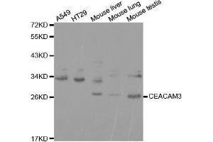 Western blot analysis of extracts of various cell lines, using CEACAM3 antibody. (CEACAM3 antibody  (AA 1-135))