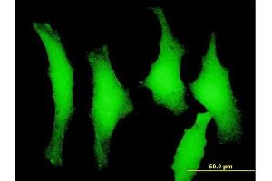 Immunofluorescence (IF) image for anti-Pelota Homolog (PELO) (AA 1-385) antibody (ABIN526991)