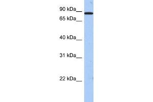 WB Suggested Anti-TMTC1 Antibody Titration:  0. (TMTC1 antibody  (Middle Region))