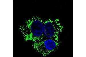 Immunofluorescence (IF) image for anti-Aldehyde Dehydrogenase 2 Family (Mitochondrial) (ALDH2) antibody (ABIN2995313)