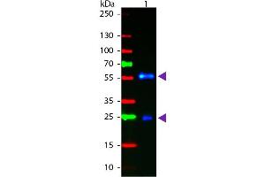 Western blot of Fluorescein conjugated Goat F(ab’)2 Anti-Biotin secondary antibody. (Biotin antibody  (FITC))
