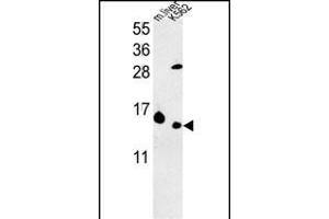RPL37 Antibody (C-term) (ABIN653517 and ABIN2842920) western blot analysis in K562 cell line and mouse liver tissue lysates (35 μg/lane).