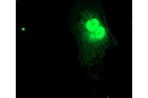 Anti-FXN mouse monoclonal antibody (ABIN2455587) immunofluorescent staining of COS7 cells transiently transfected by pCMV6-ENTRY FXN (RC204880). (Frataxin antibody)